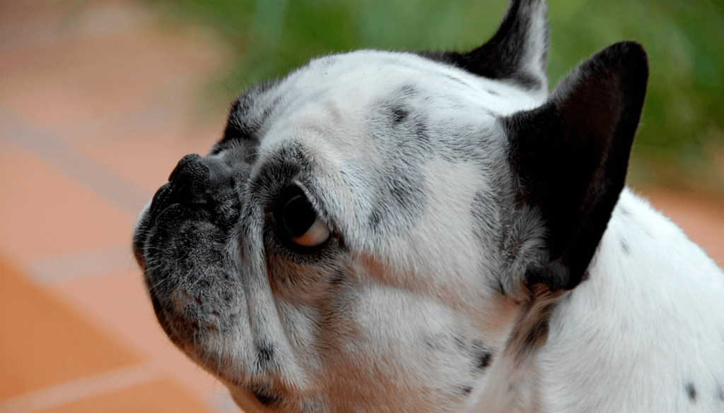 mascota
