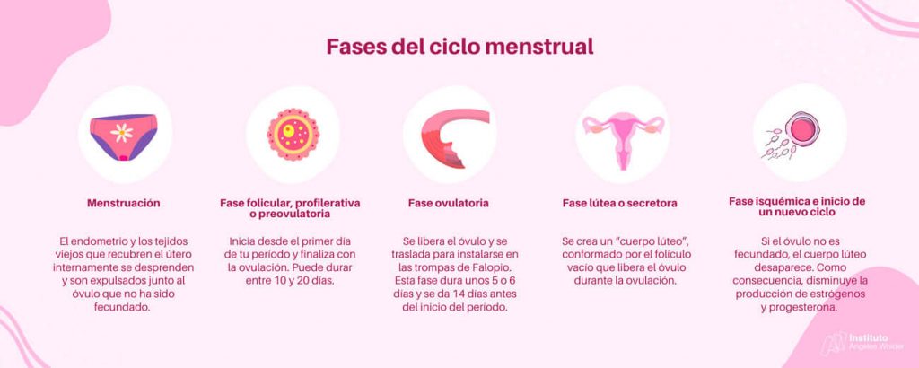 Ciclo menstrual