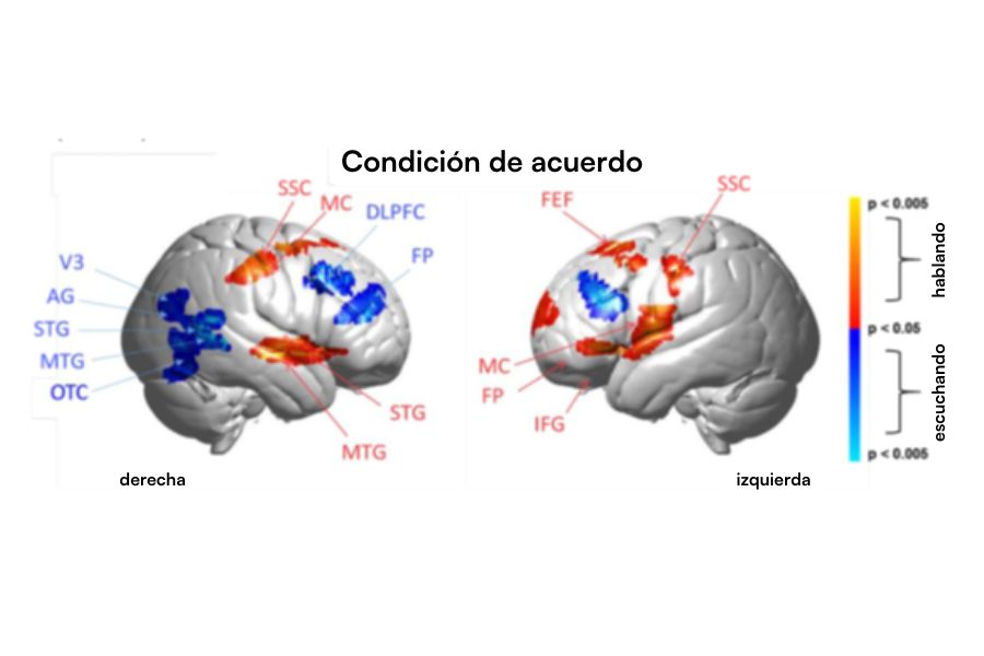 Representación gráfica de las áreas del cerebro que se activan cuando conversamos y estamos de acuerdo con el otro.  
