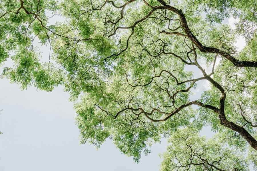 Árbol que hace referencia a las posibles deudas sistémicas que pueden postergar el éxito.
