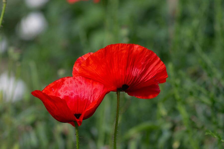 Dos flores representando al gemelo perdido.
